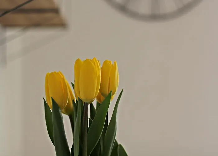 Cozy Dreams Apartman